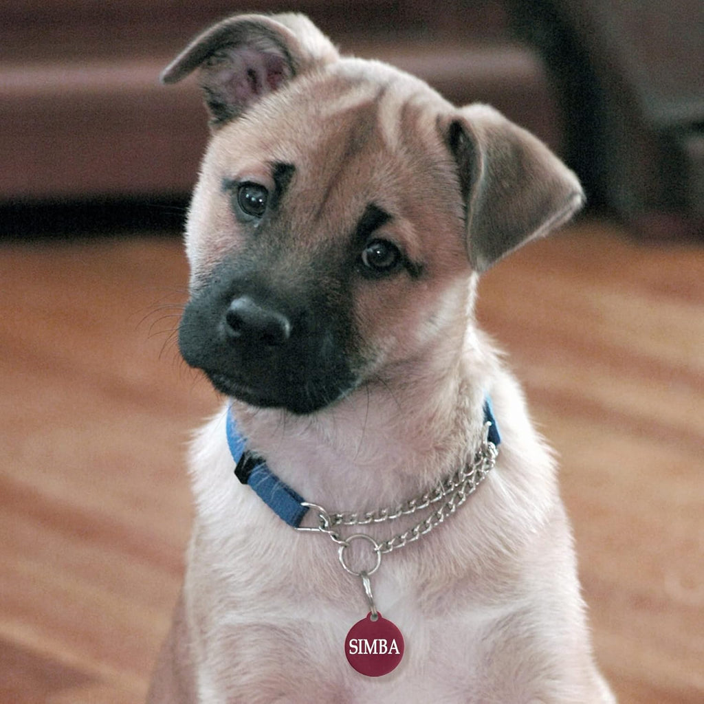 Ibera gifts - Hundemarke mit Gravur und personalisierte Hundemarke rund mit Pfote für kleine bis mittelgroße Hunde und Katzen (S-M, Blau)