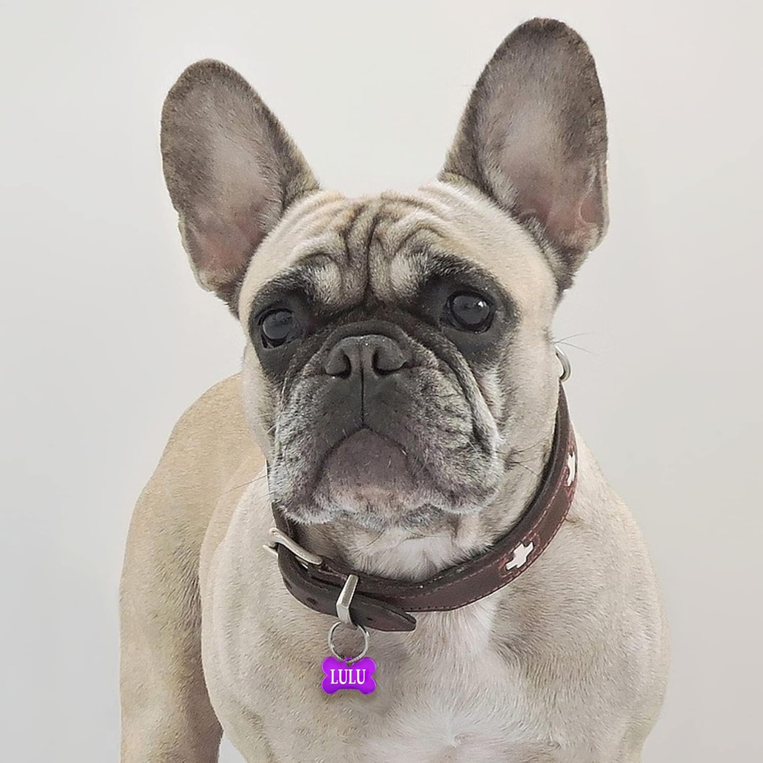 Iberiagifts - Tiermarke Knochen aus Aluminium mit Gravur für sehr kleine Hunde und Katzen - Plakette für Hund und Katzen graviert personalisiert (Blau)