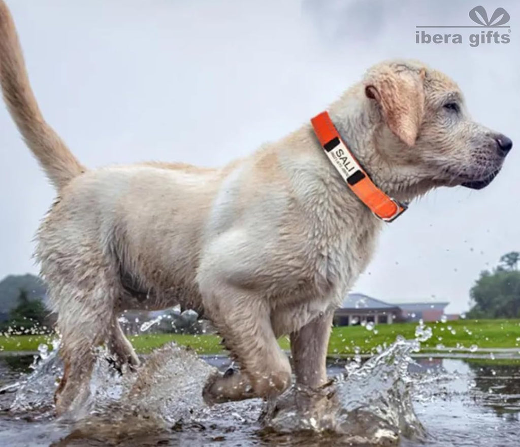 Ibera gifts - Collar Perro Personalizado con Nombre para Mascotas Pequeñas, Reflectante, Ajustable De 25 a 40 cm, Grabado Láser, Seguro y Cómodo (Azul, S pequeño)