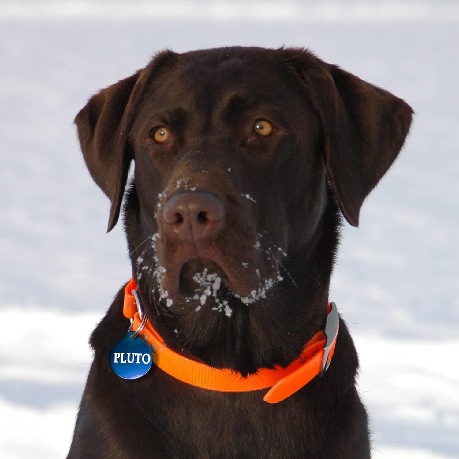 Ibera Gifts - Chapa Perro Grabada en Forma Redonda, Placa Perro Personalizada para Perros y Gatos Medianos a Grandes, Tamaño 30 x 30 mm, Chapa Identificativa Perro y Gato (Azul)