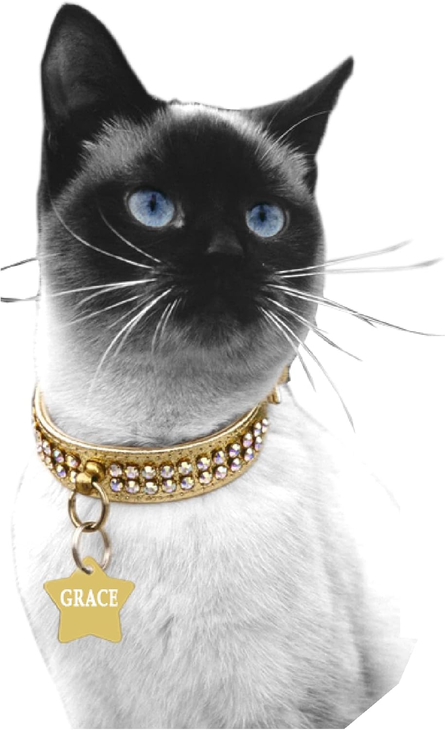 Ibera Gifts - Chapa Perro Grabada en Forma de Estrella para Perros y Gatos de Tamaño Mediano a Grande, Placa Perro Personalizada, Aluminio Brillante, Tamaño 36 x 36 mm (Dorado)